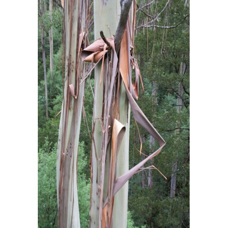 Ecorces d'eucalyptus