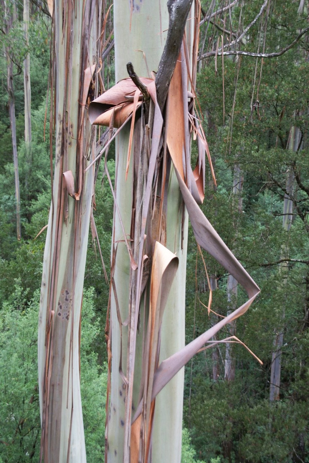 Scented and decorative eucalyptus bark