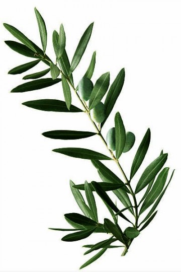 Eucalyptus - Lot de 3 branches