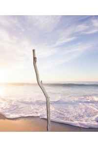 Driftwood stem for lamppost