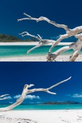 Driftwood branch